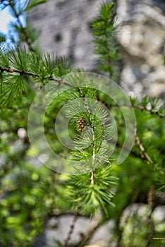 The tree and its small cones
