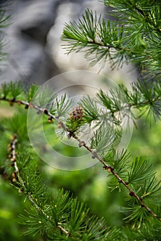 The tree and its small cones