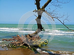 Tree and its washed root at Caspian sea coast