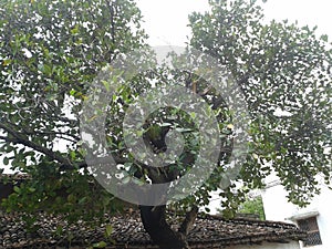 the tree of jackfruit