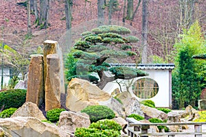 Tree in the japan garden, with big stones and small building