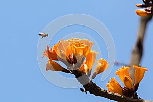 Tree jasmine and flying bee