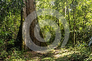 Tree in Kakamega Forest Reserve, Ken photo