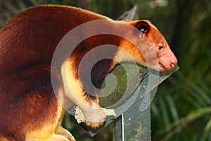 Tree Kangaroo