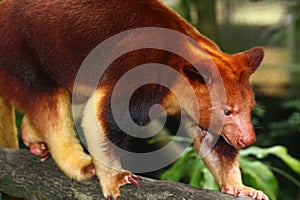 A Tree-kangaroo