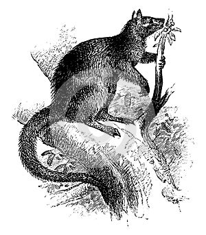 Tree Kangaroo, vintage illustration