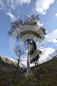 Tree in Kashmir mountains photo