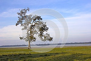 Tree at Kaziranga National Park photo