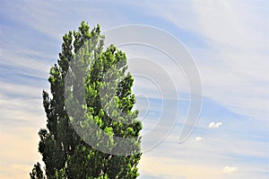 Tree of Ken and Marry Background