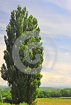 Tree of Ken and Marry Background