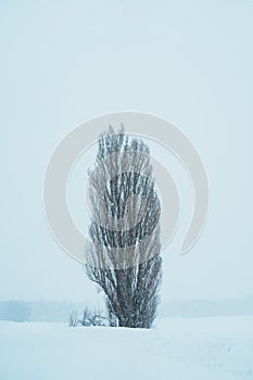 Tree of Ken and Marry with Snow in winter season at Biei Patchwork Road. landmark and popular for attractions in Hokkaido, Japan.