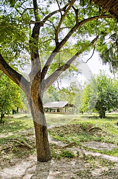 Tree at The killing Fields