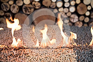Tree kind of pellets in fire