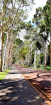 Tree in kings park - way