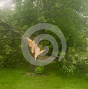 Tree knocked down due to heavy winds