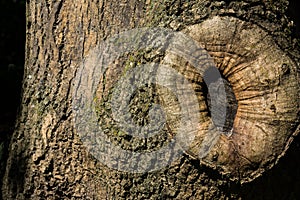 Tree Knot Bark Warped Rule of Thirds Right Nature