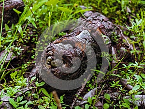 Tree Knot on The Ground Surrounded By Weeds and Grass