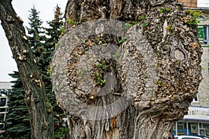 Tree knot, unsusual Close up gnarl on the tree. Knotted wood. The ass on the tree on soft blurred background