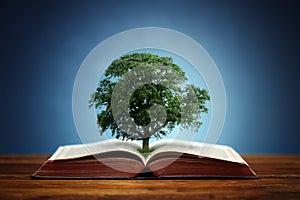 Tree of knowledge photo