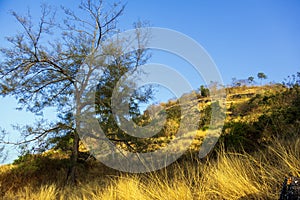 Tree at Krating cape in summer Phuket Thailand