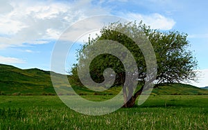 Tree on Kyrgyzstan steppes