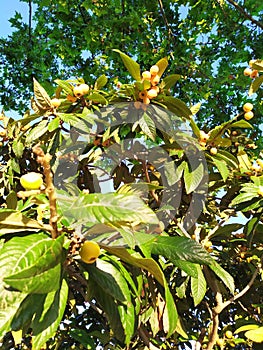 Tree laden with medlars maturing in the sun against a blue sky