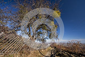 Tree laden with mistletoe (Viscum album)