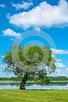 Tree by the lake