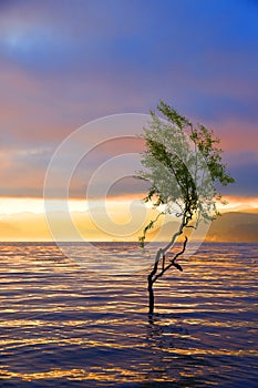 a tree in the lake