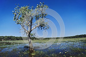 Tree on lake