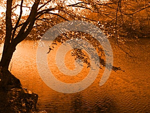 Tree by the lake