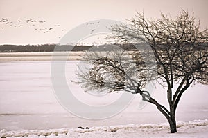 Tree on Lake Geneva Shore Path