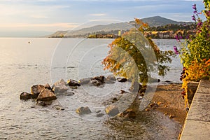 Tree and Lake Geneva, Switzerland sunset