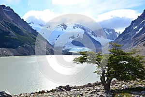 Tree, lake and glacier inside the Los Glaciares National Park, El ChaltÃÂ©n, Argentina photo