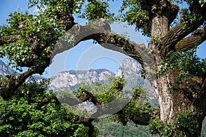 Tree at the Lake Kaltern, South Tyrol, Italy photo