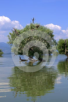 Tree in lake,Kerkini,Greece