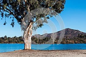 Tree at Lake Murray with Cowles Mountain in San Diego