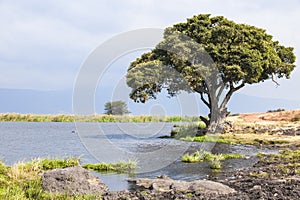 Tree on Lake in Ngorongoro Crater
