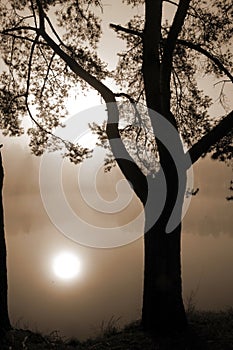 Tree on a Lake Shore in Fog