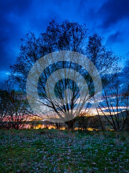 A Tree By A Lake at Sunrise