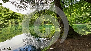 Tree by the lake surrounded by forest in Yedigoller National Park Turkey