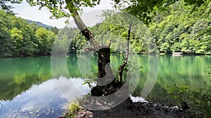 Tree by the lake surrounded by forest in Yedigoller National Park Turkey