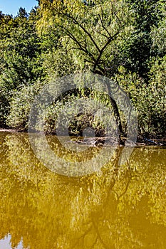 Tree on the lake surrounded by green vegetation with reflecting in the brown water