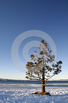 Un árbol sobre el 