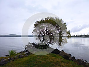 Tree at lake Taupo, Taupo New Zealand