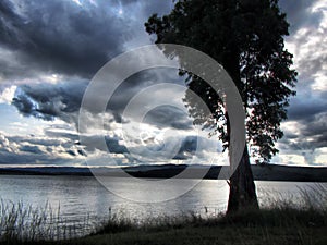 Tree on lake under dramatic skies photo