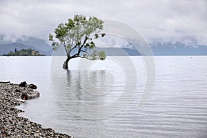 Tree in the Lake Wanaka