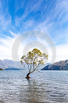 That tree in Lake Wanaka