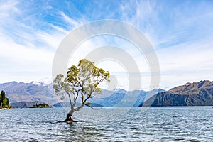That tree in Lake Wanaka