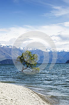 Tree in Lake Wanaka